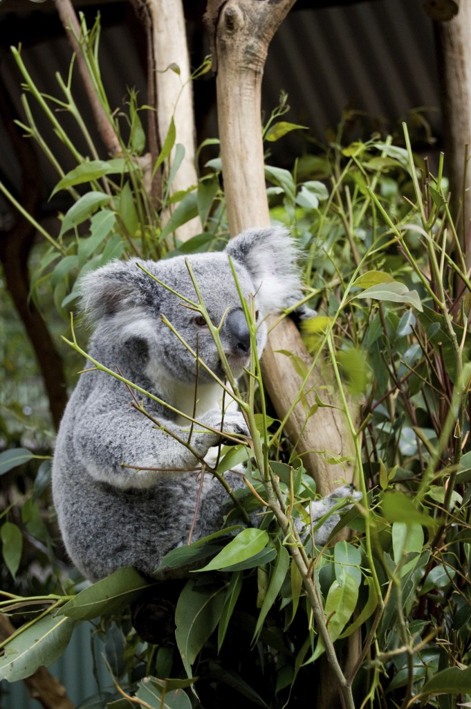 Koala on branch, eating eucalyptus